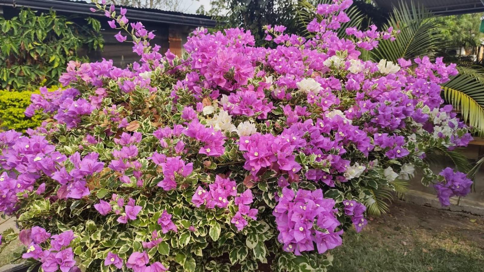 Loma Linda Hotel De Naturaleza Ла-Меса Экстерьер фото